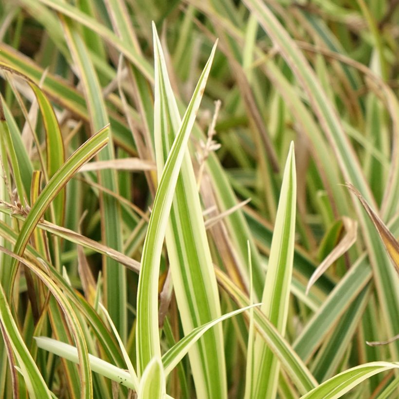 Carex morrowii Goldband (Foliage)