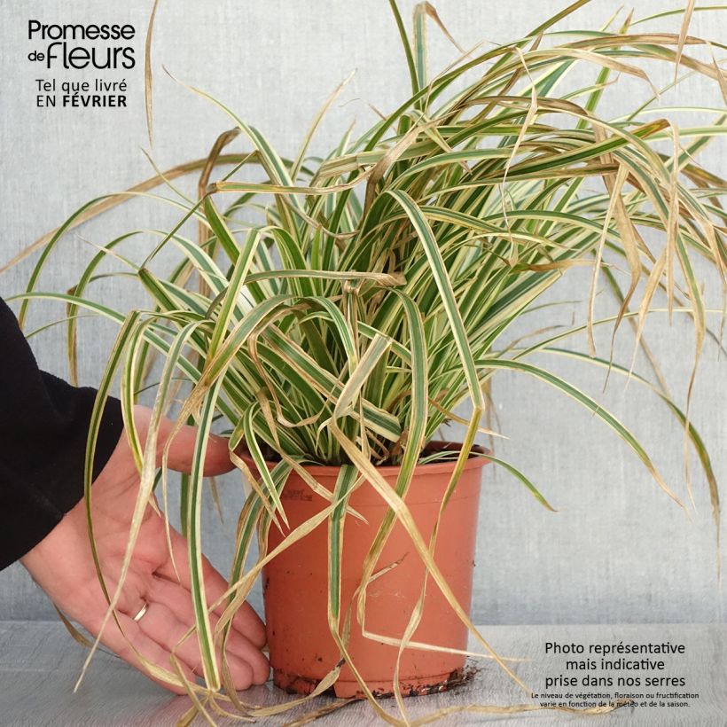 Carex morrowii Goldband - Laîche du Japon - Pot de 1L/1,5L sample as delivered in winter