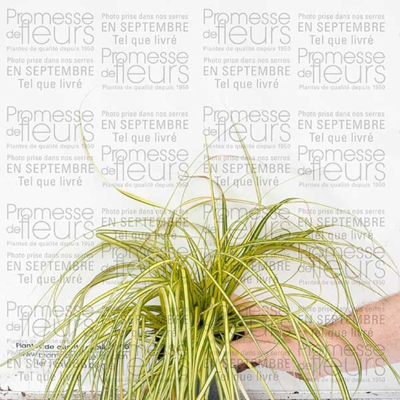 Example of Carex oshimensis Evergold en godet de 9 cm specimen as delivered