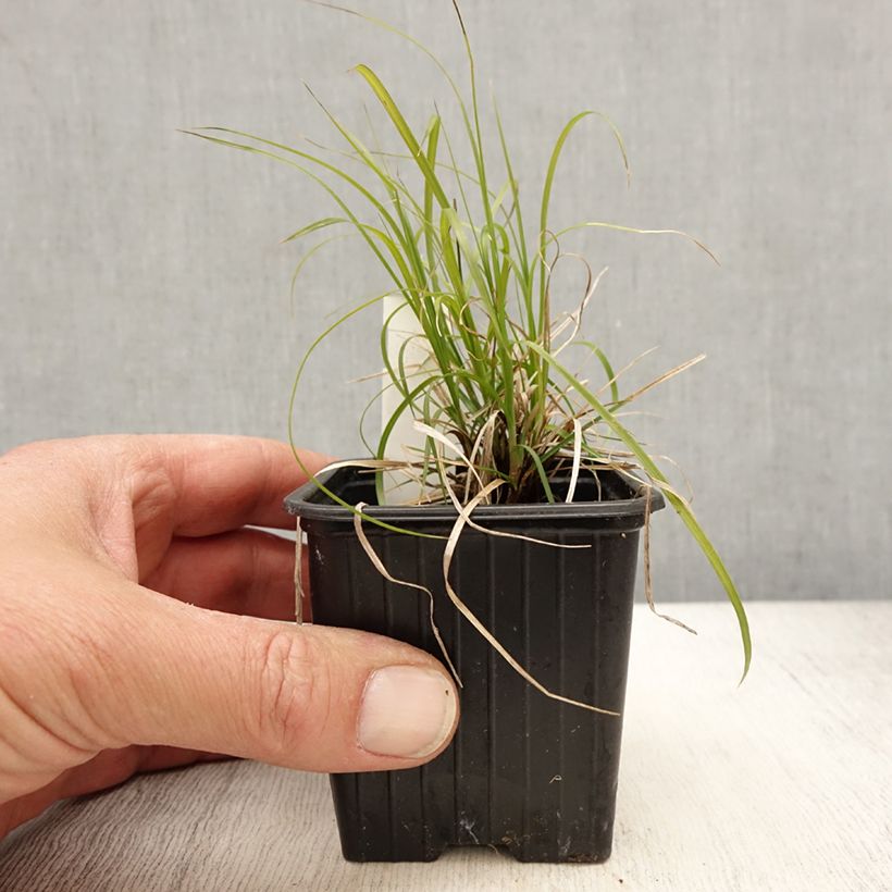 Carex pensylvanica  sample as delivered in spring