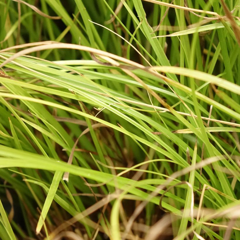 Carex remota (Foliage)