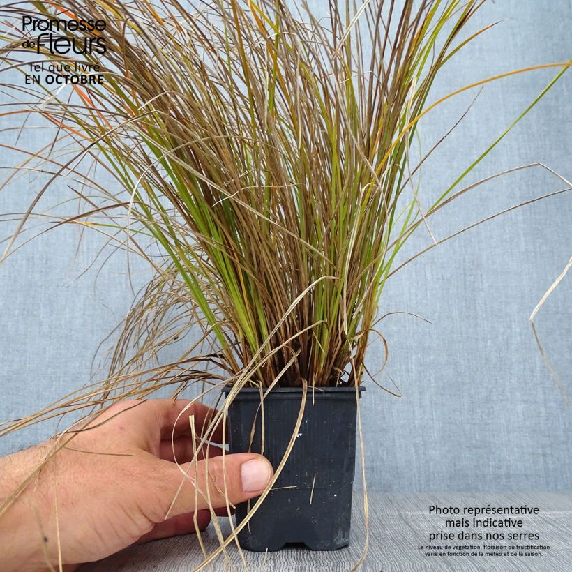 Carex testacea Lime Shine - Laîche en godet de 8 cm sample as delivered in autumn