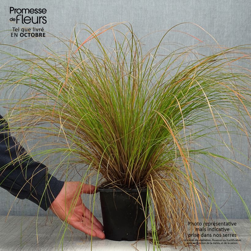 Carex testacea Prairie Fire en pot de 2L sample as delivered in autumn