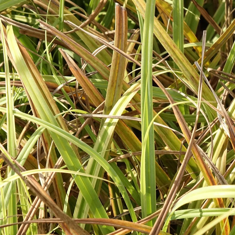 Carex trifida Rekohu Sunrise (Foliage)