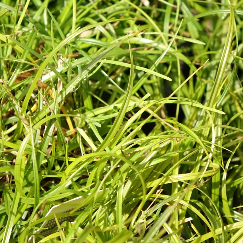 Carex umbrosa (Foliage)