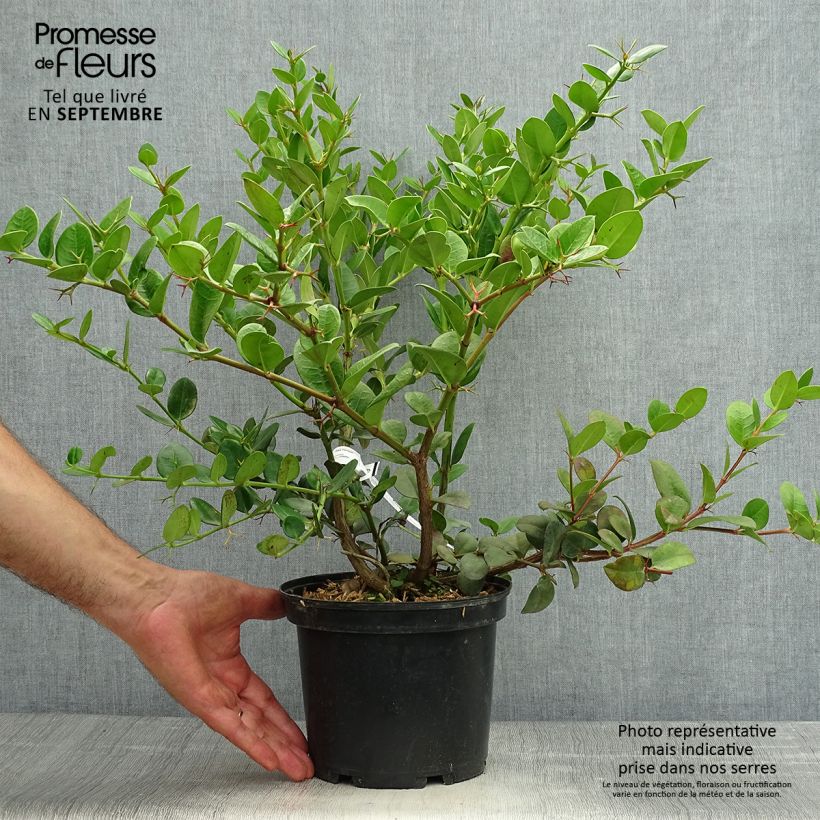 Carissa macrocarpa - Prunier du Natal en pot de 2L/3L sample as delivered in autumn