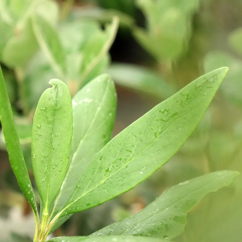 Carpenteria californica Bodnant (Foliage)