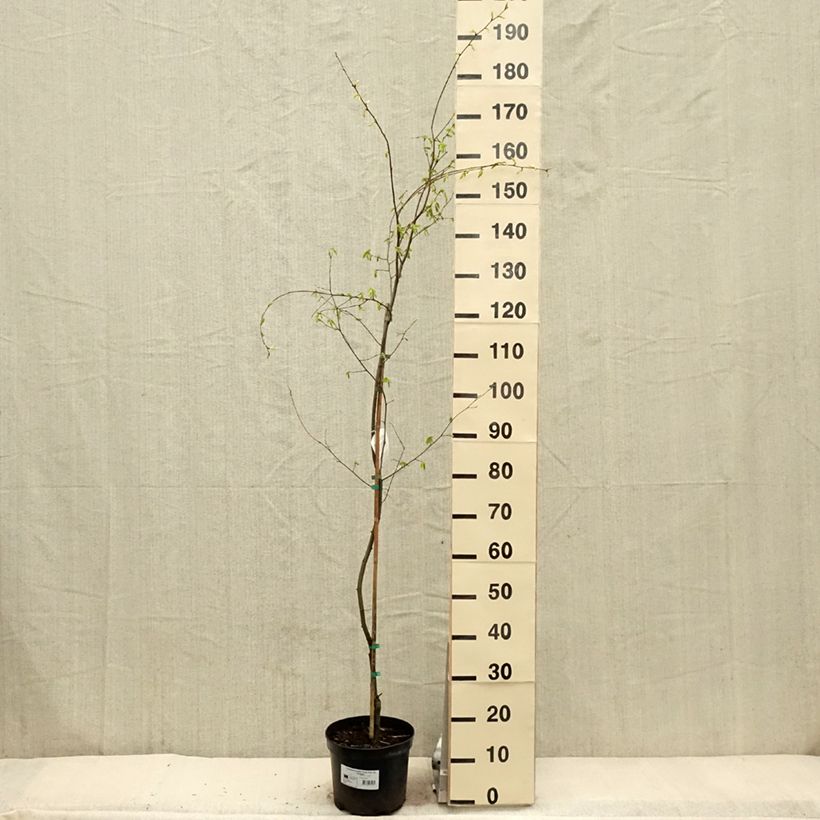 Carpinus betulus Foliis Argenteovariegatis Pendula - Hornbeam sample as delivered in spring