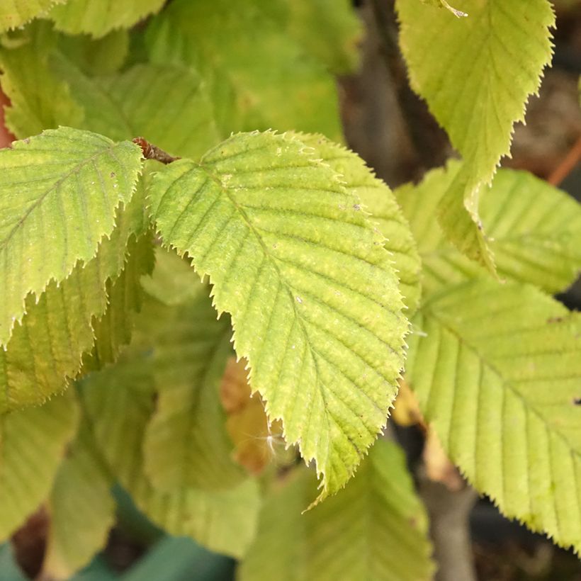 Carpinus betulus Monumentalis - Hornbeam (Foliage)