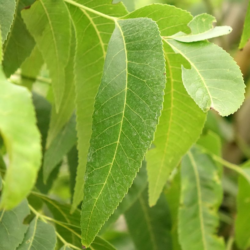 Carya illinoinensis Delmas - Pecan Tree (Foliage)