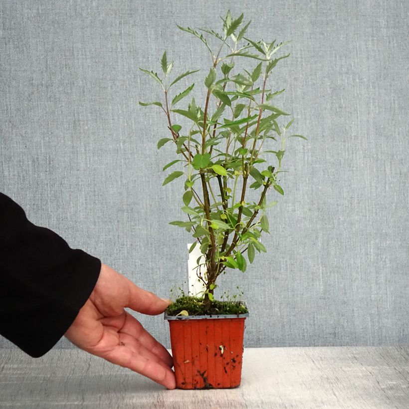 Caryopteris clandonensis Sterling Silver - Spirée bleue - Godet de 8/9 cm sample as delivered in spring