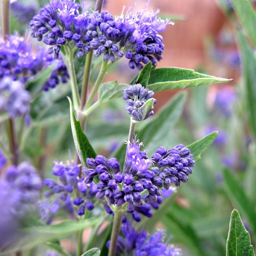 Caryopteris clandonensis Thetis - Bluebeard (Flowering)