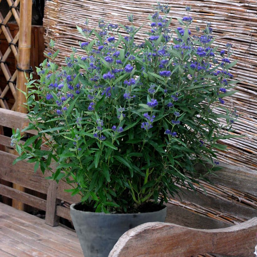 Caryopteris clandonensis Thetis - Bluebeard (Plant habit)