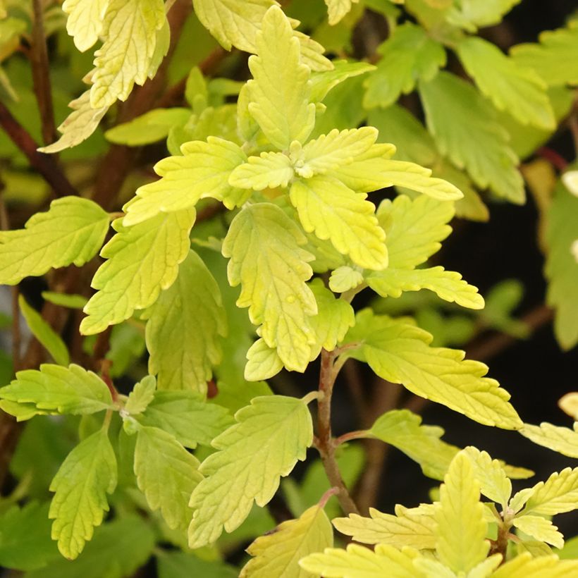 Caryopteris incana Sunny Blue - Bluebeard (Foliage)