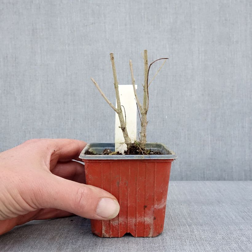 Caryopteris clandonensis White Surprise - Bluebeard 8/9 cm pot sample as delivered in winter