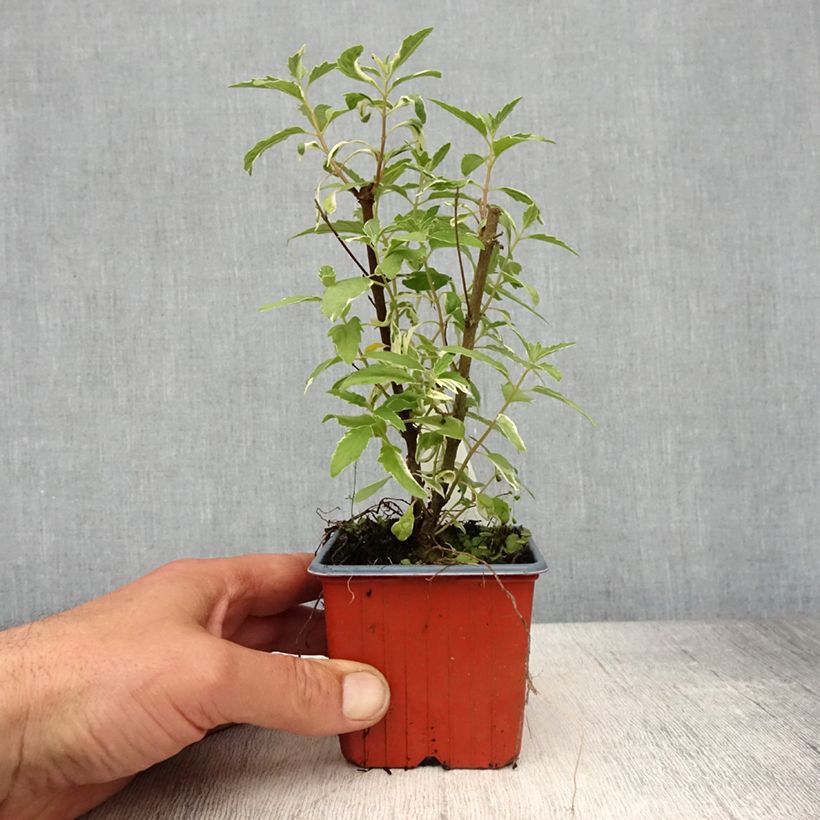 Caryopteris clandonensis White Surprise - Bluebeard 8/9 cm pot sample as delivered in spring