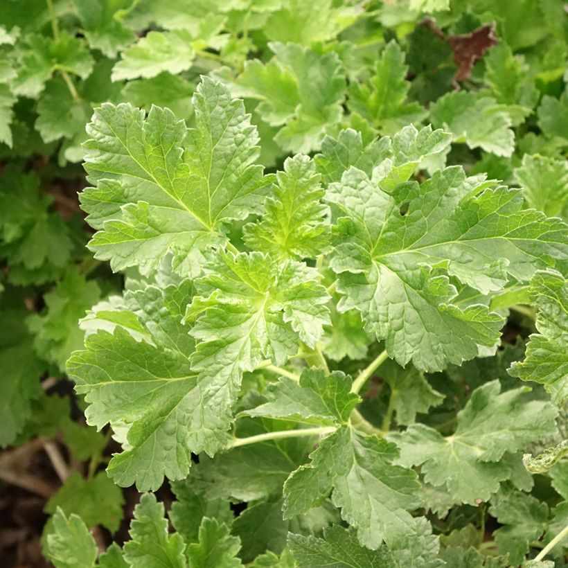 Jostaberry ConfiBerry Jodeli (Foliage)