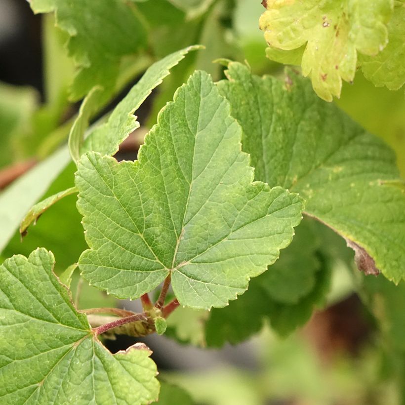 Ribes nidigrolaria Jostaberry (Foliage)