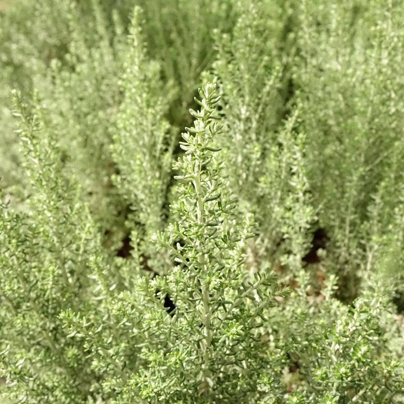 Cassinia retorta Ward Silver (Foliage)