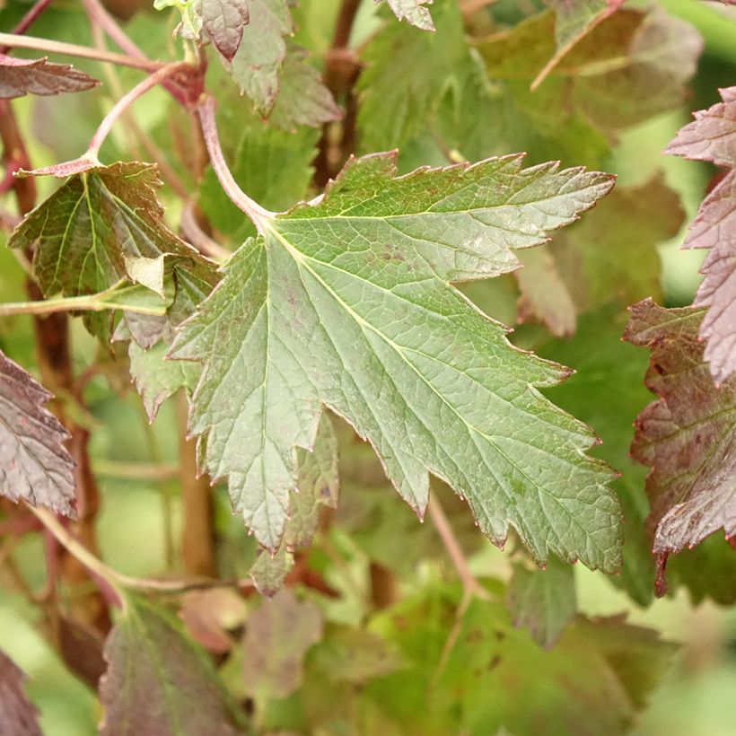 Blackcurrant Black'n Red Premiere - Ribes nigrum (Foliage)