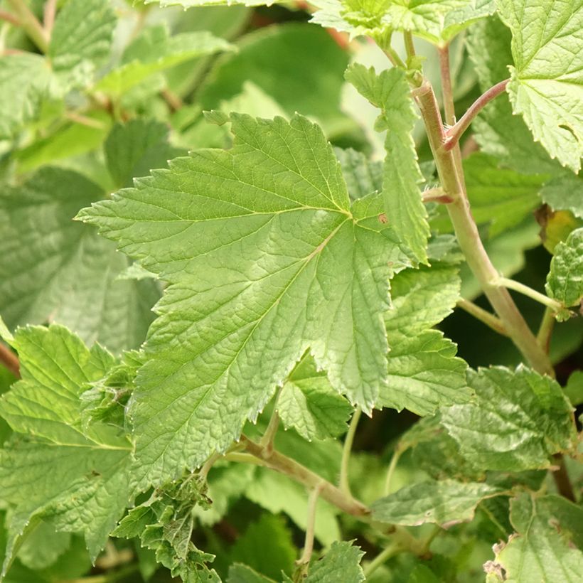 Ribes nigrum Cassisima® Blackbells® (Foliage)