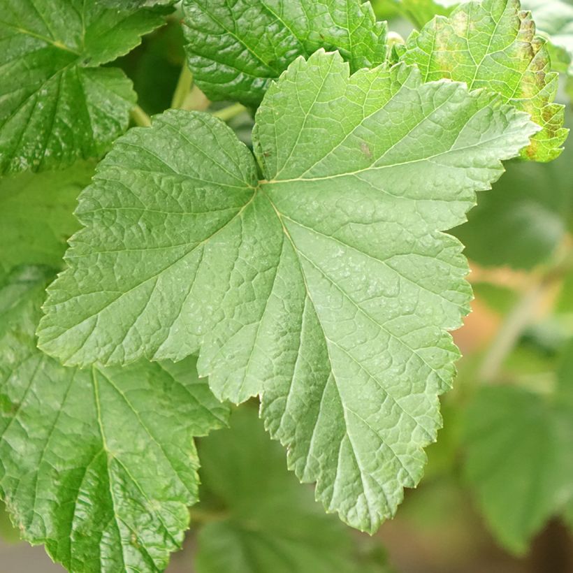 Blackcurrant Delbard Robusta - Ribes nigrum (Foliage)