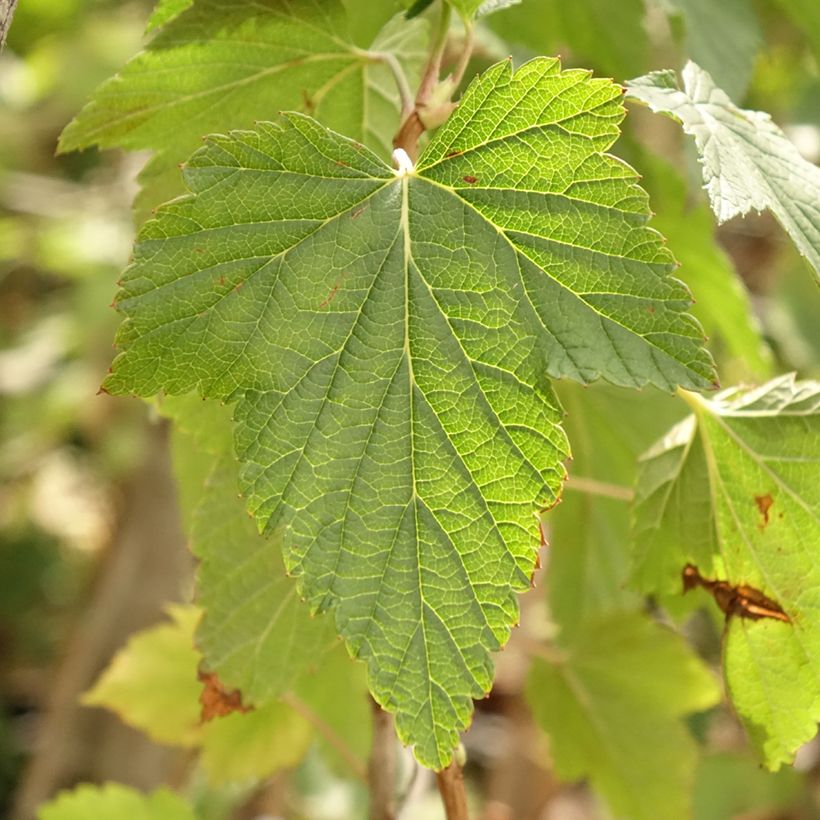 Ribes nigrum 'Ojebyn' (Foliage)