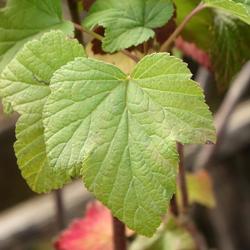 Blackcurrant Titania - Ribes nigrum (Foliage)