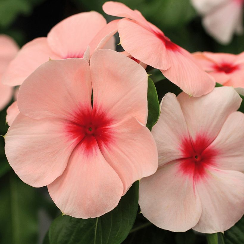 Catharanthus roseus Titan F1 Apricot - Madagascar periwinkle (Flowering)