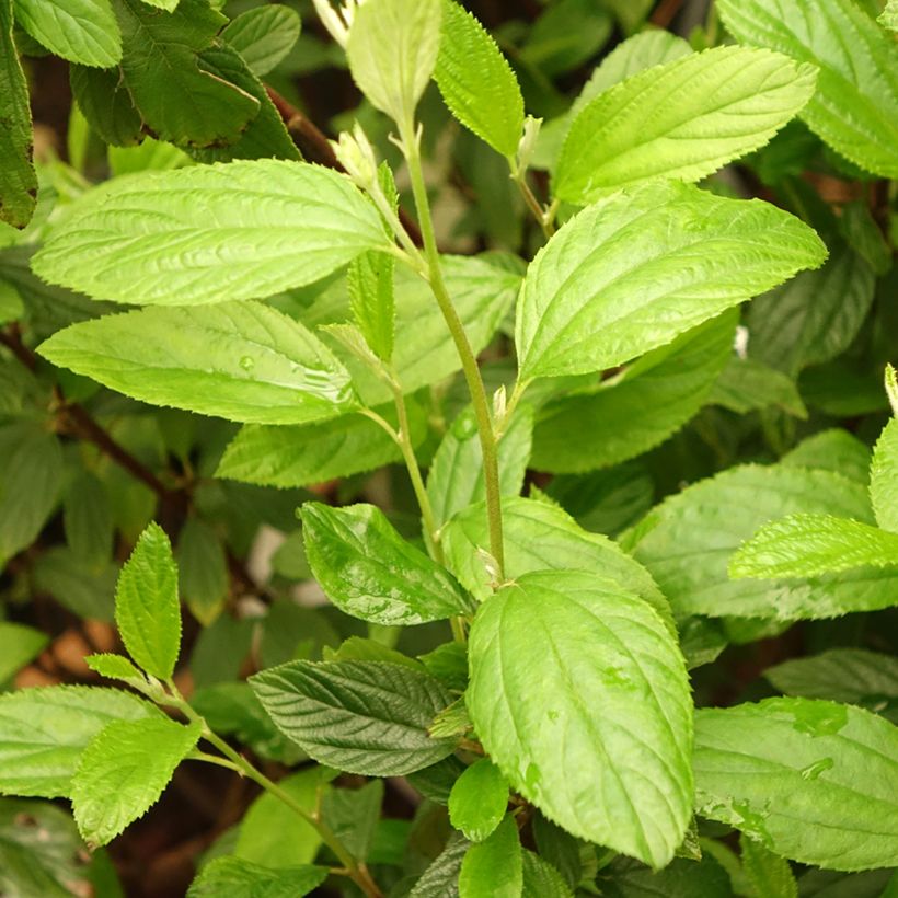 Ceanothus delilianus Henri Desfossé (Foliage)