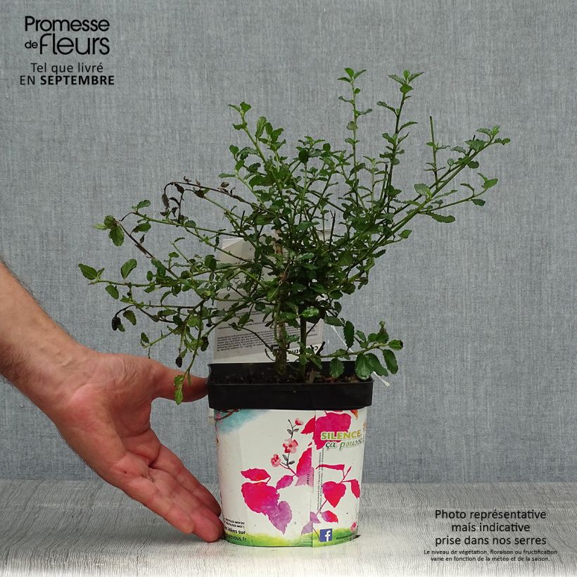 Céanothe prostratus - Céanothe prostré en pot de 2L/3L sample as delivered in autumn