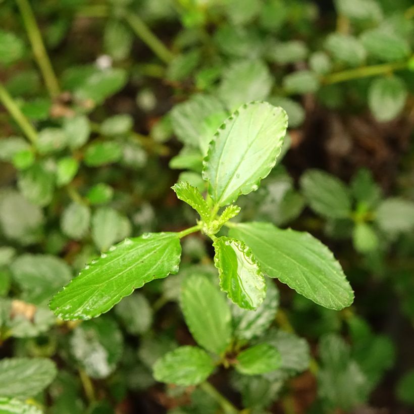 Ceanothus prostratus (Foliage)