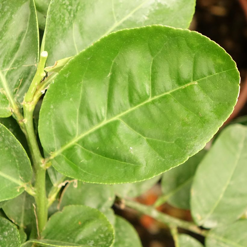 Citrus medica - Cedrat (Foliage)