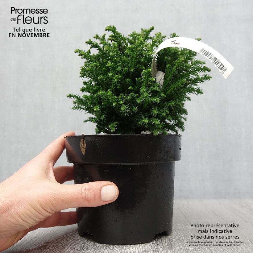 Cryptomeria japonica Green Pearl - Cèdre du Japon en pot de 2l/3l sample as delivered in autumn