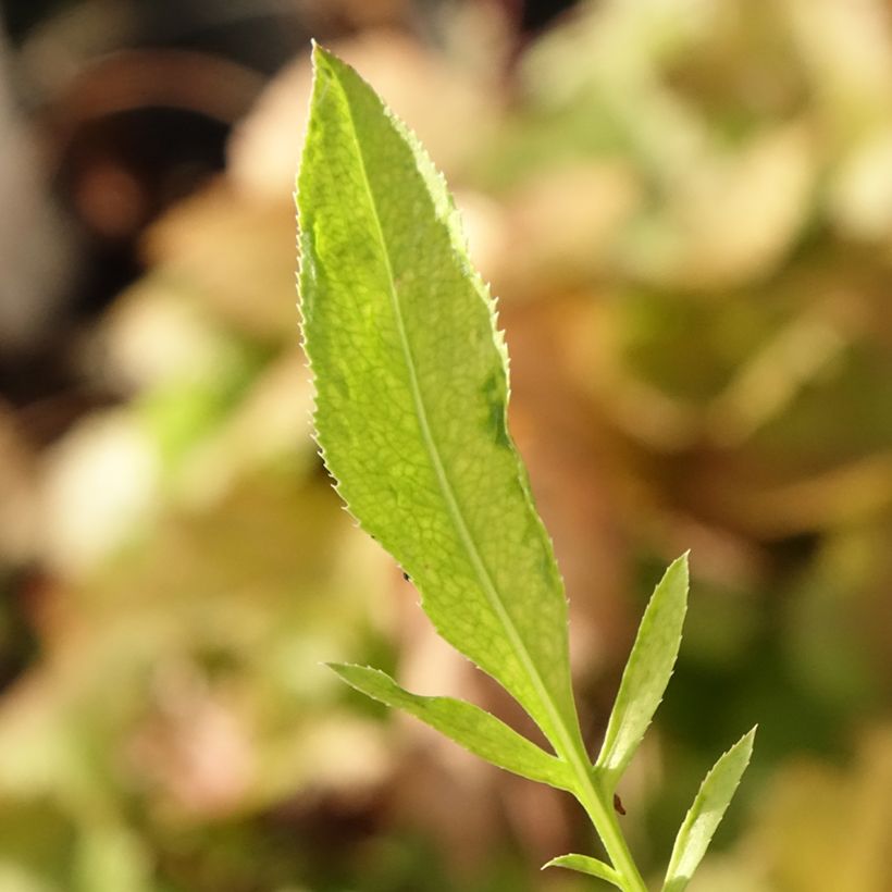 Centaurea ruthenica (Foliage)