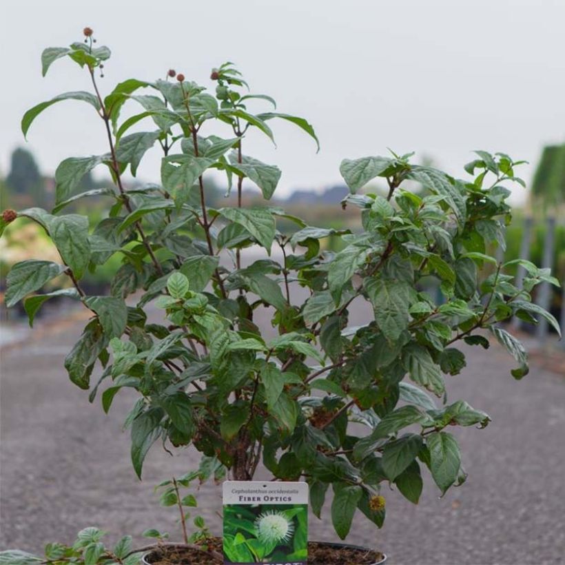 Cephalanthus occidentalis Fiber Optics (Plant habit)