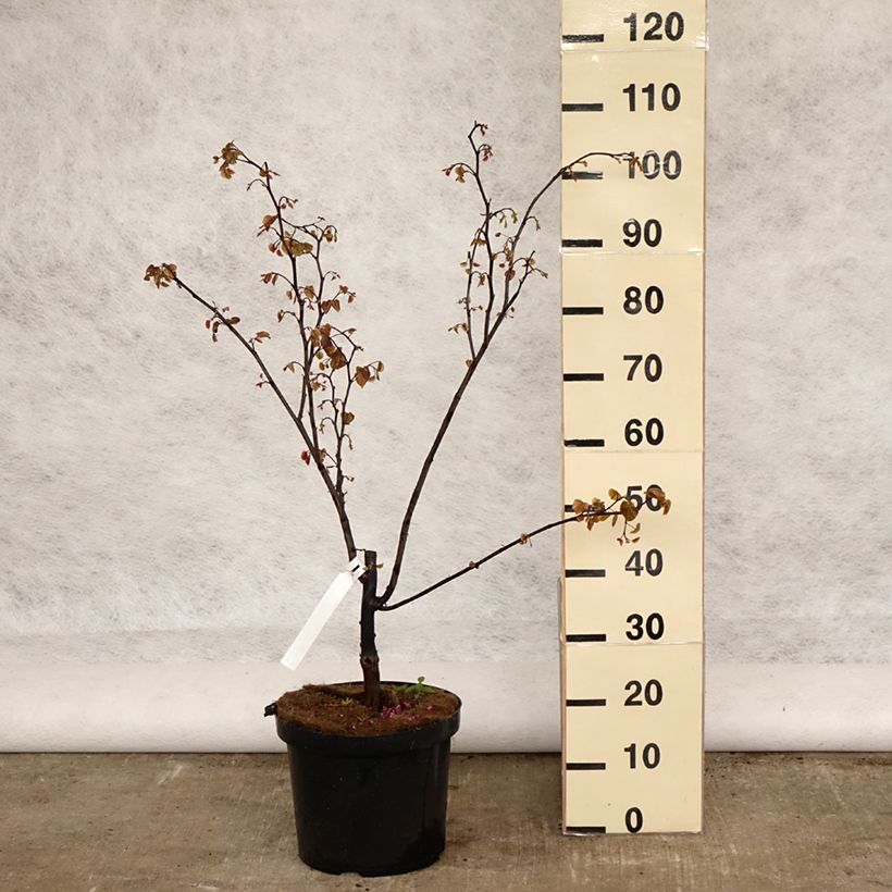 Cercis canadensis Forest Pansy - Eastern Redbud 7.5L/10L potShipped height around 80/100cm sample as delivered in spring