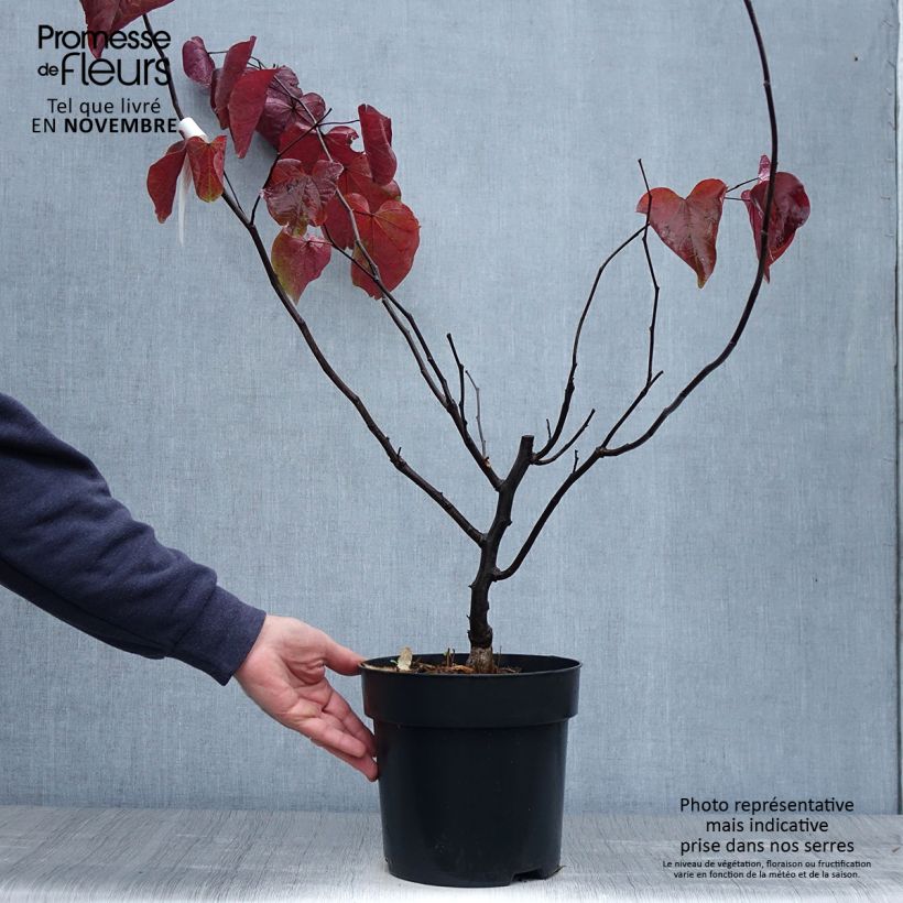 Cercis canadensis Forest Pansy en pot de 4L/5L sample as delivered in autumn