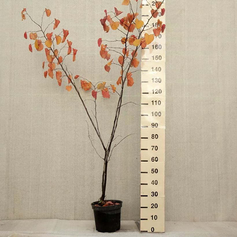 Cercis canadensis Merlot - Gainier du Canada  Pot de 6L/7L sample as delivered in autumn