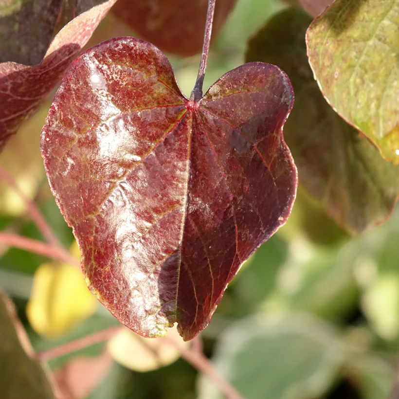 Cercis canadensis var.texensis Merlot - Eastern Redbud (Foliage)