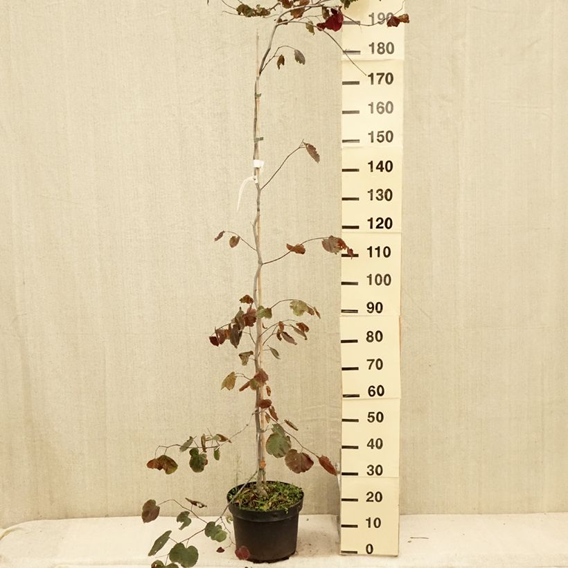 Cercis canadensis Ruby Falls - Eastern Redbud 7.5L/10L potShipped height around 100/125cm sample as delivered in summer