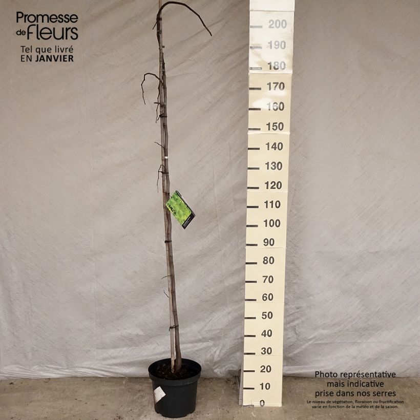 Cercis canadensis Vanilla Twist - Gainier du Canada pleureur blanc en pot de 7,5L/10L sample as delivered in winter