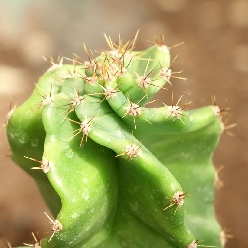 Cereus forbesii Spiralis (Foliage)