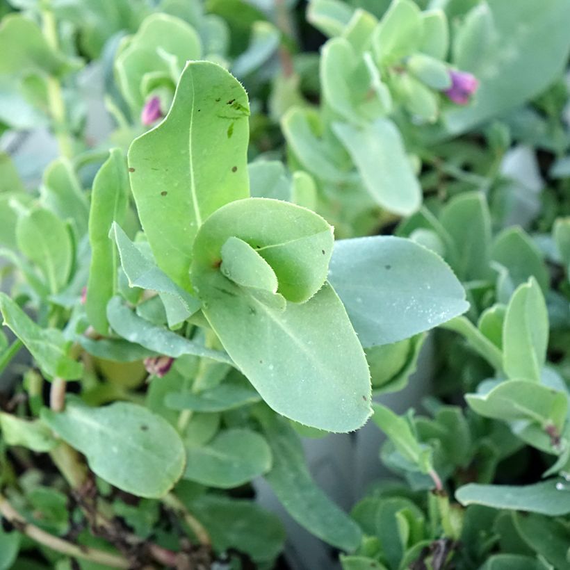 Cerinthe glabra (Foliage)