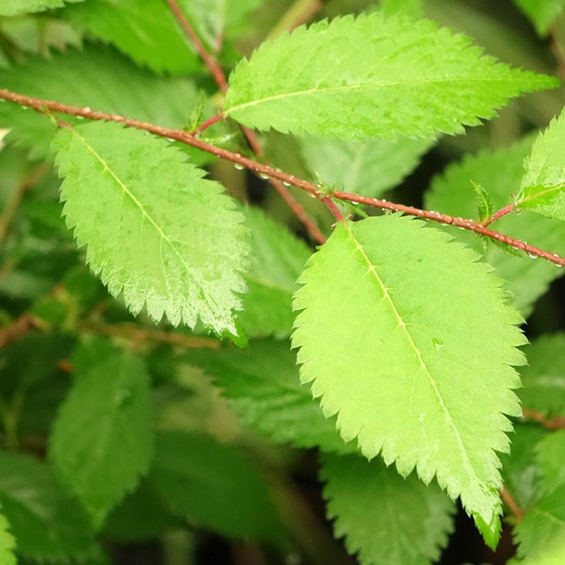 Prunus incisa Mikinori - Cherry (Foliage)