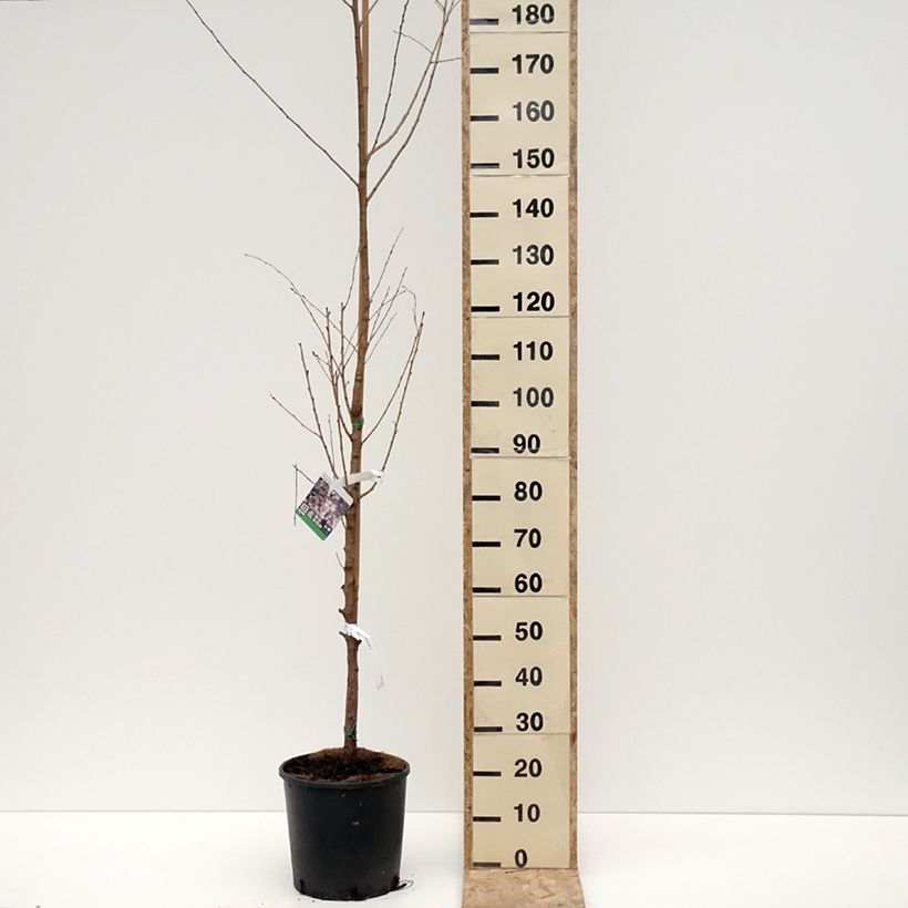 Prunus Pandora - Cherry 7.5L/10L potShipped height around 220cm sample as delivered in winter