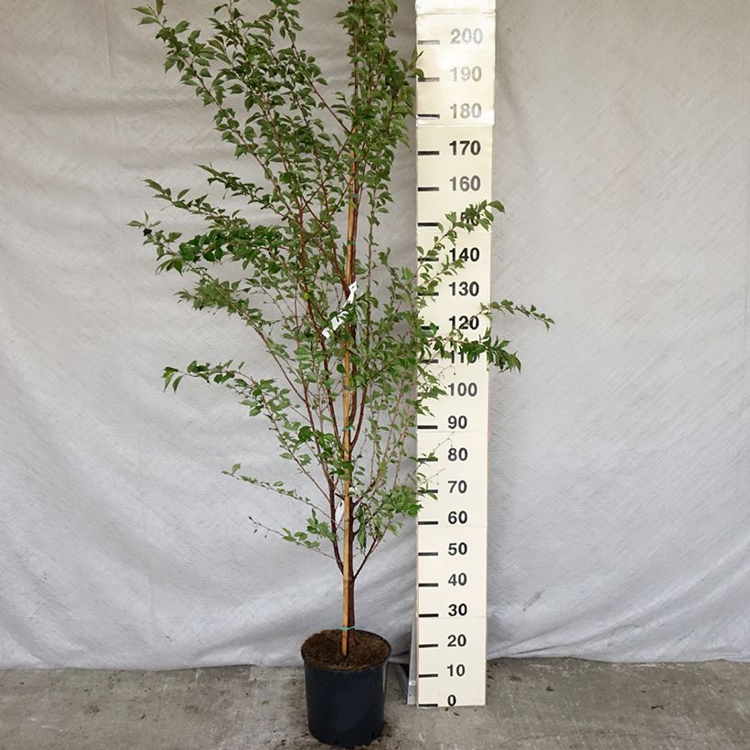 Prunus Pandora - Cherry 7.5L/10L potShipped height around 220cm sample as delivered in spring