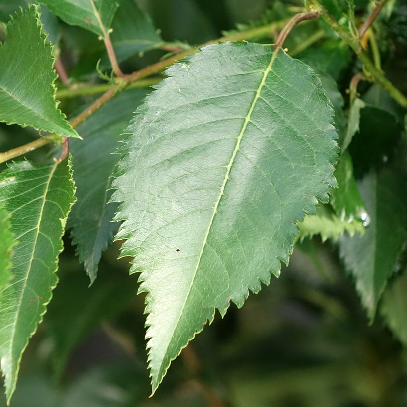 Prunus Pandora - Cherry (Foliage)