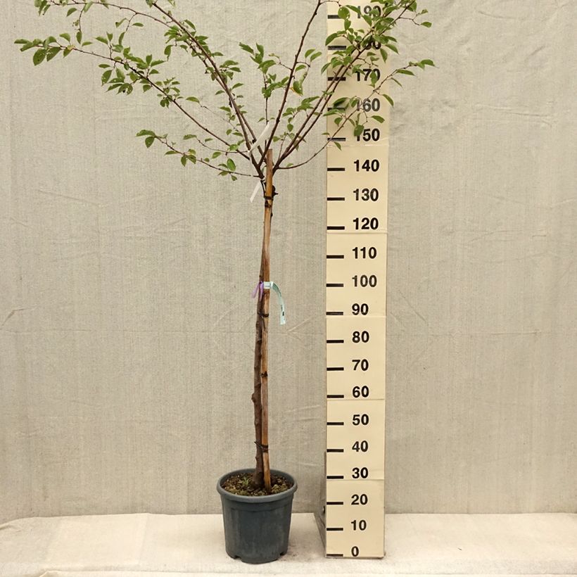 Prunus serrulata Shirofugen - Japanese Cherry 7.5L/10L potShipped height around 150/175cm sample as delivered in summer