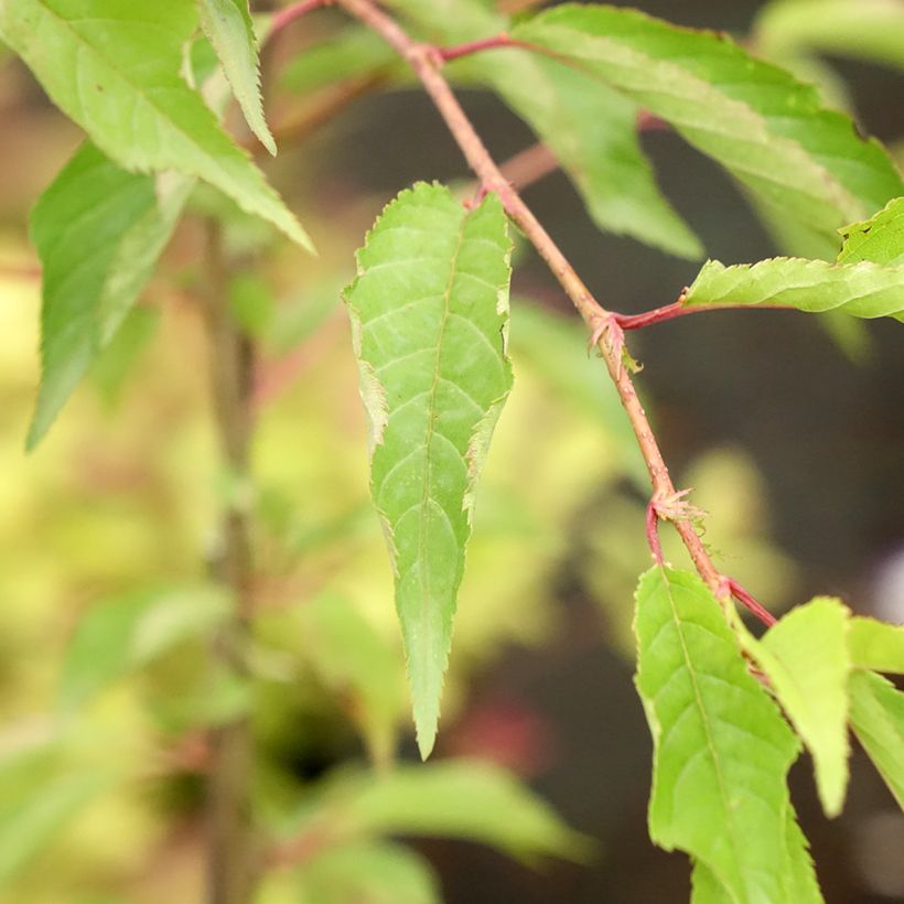 Prunus Pink Cascade - Wheeping Cherry Tree (Foliage)